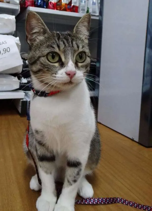 Gato ra a srd idade 1 ano nome Lara