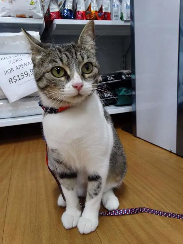 Gato ra a srd idade 1 ano nome Lara