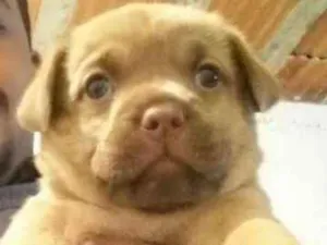 Cachorro raça Indefinido idade Abaixo de 2 meses nome Indefinido