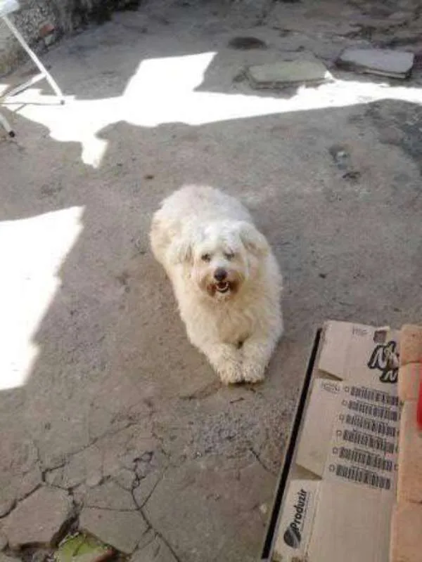 Cachorro ra a poodle idade 4 anos nome Billy