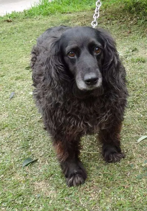 Cachorro ra a SRD idade 3 anos nome Yago