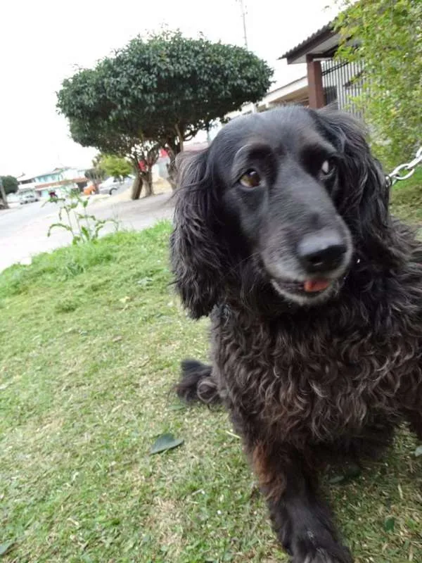 Cachorro ra a SRD idade 3 anos nome Yago