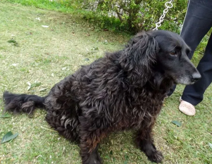 Cachorro ra a SRD idade 3 anos nome Yago