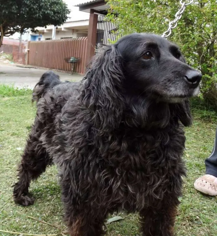 Cachorro ra a SRD idade 3 anos nome Yago