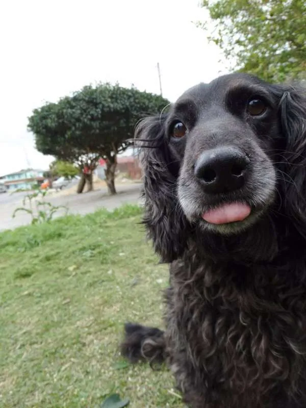 Cachorro ra a SRD idade 3 anos nome Yago