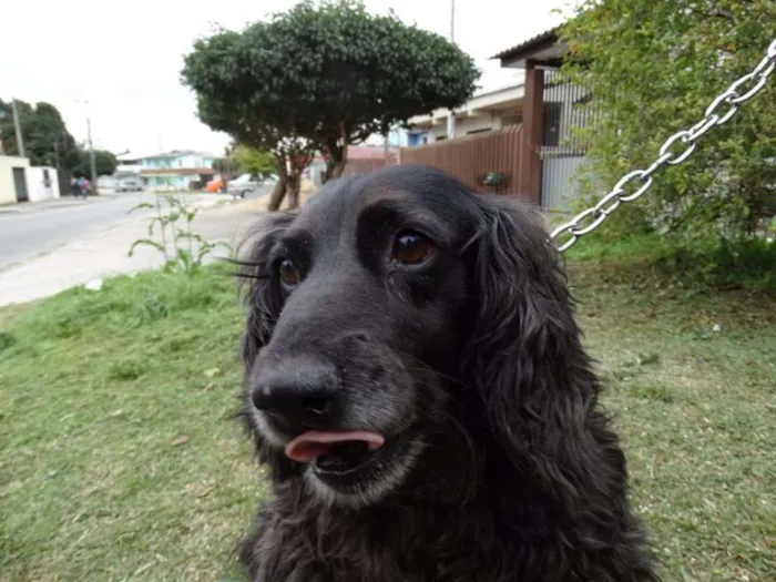 Cachorro ra a SRD idade 3 anos nome Yago