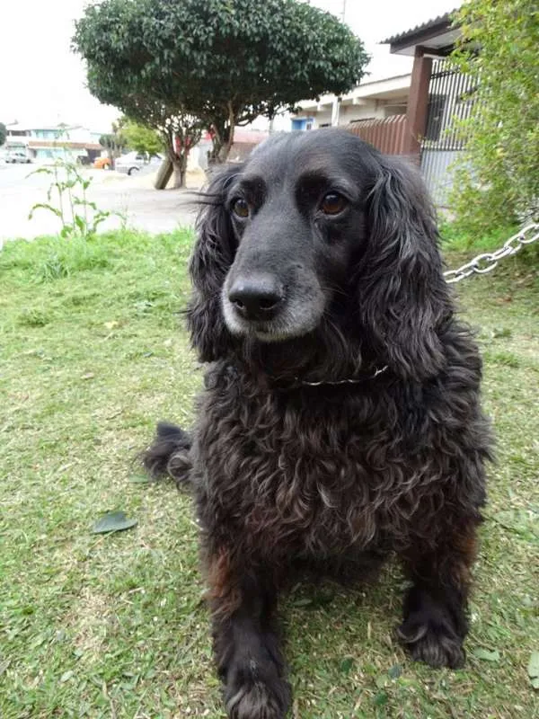 Cachorro ra a SRD idade 3 anos nome Yago