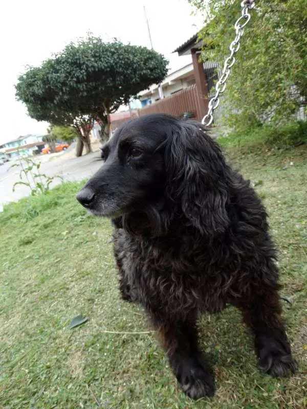 Cachorro ra a SRD idade 3 anos nome Yago