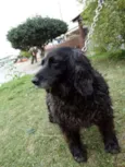 Yago