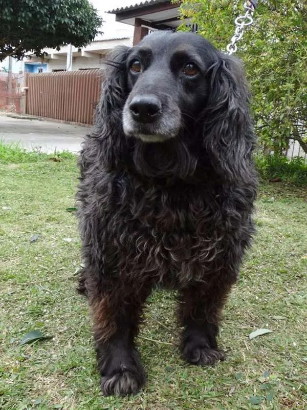 Cachorro ra a SRD idade 3 anos nome Yago