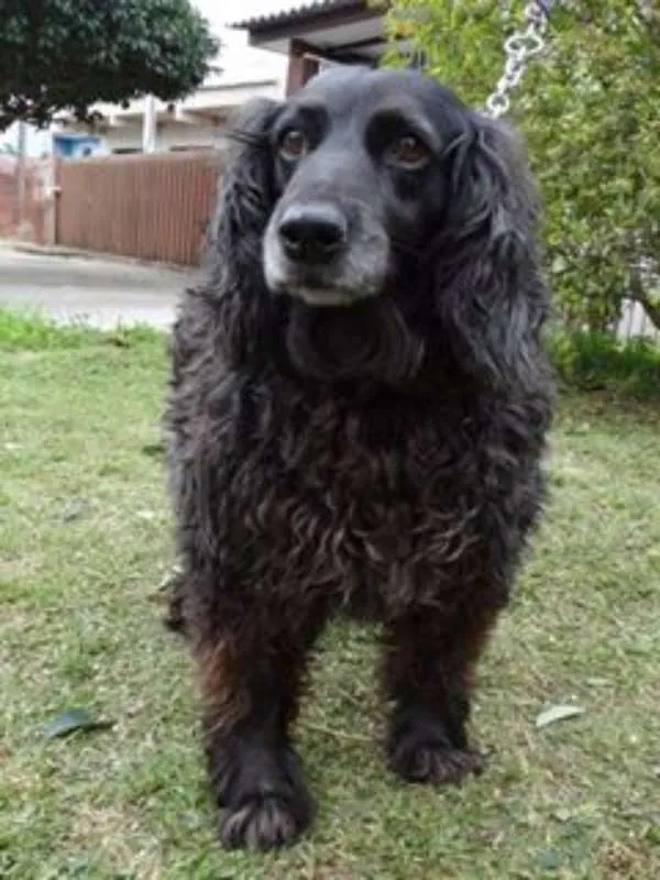 Cachorro ra a SRD idade 3 anos nome Yago