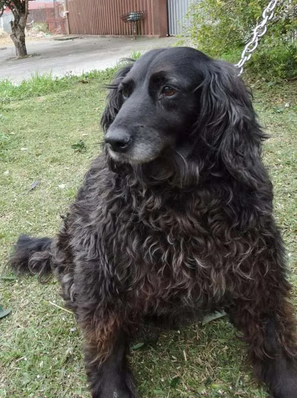 Cachorro ra a SRD idade 3 anos nome Yago