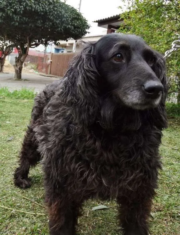 Cachorro ra a SRD idade 3 anos nome Yago