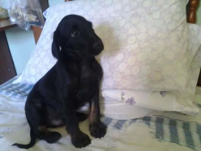 Cachorro ra a srd idade 2 a 6 meses nome Shazan
