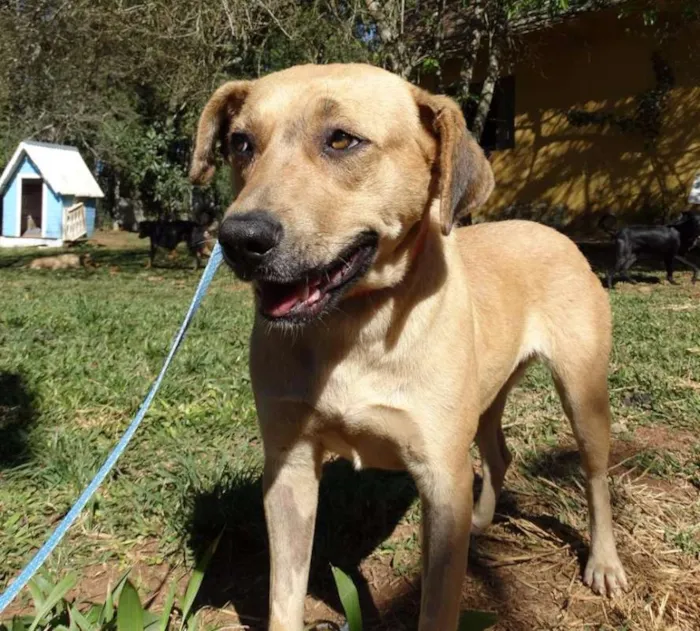 Cachorro ra a SRd idade 1 ano nome Boneca