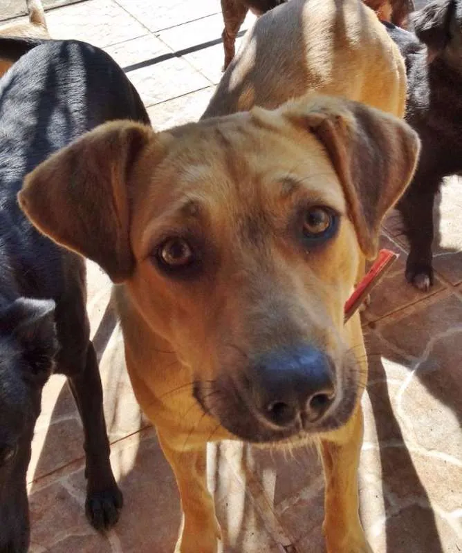 Cachorro ra a SRd idade 1 ano nome Boneca