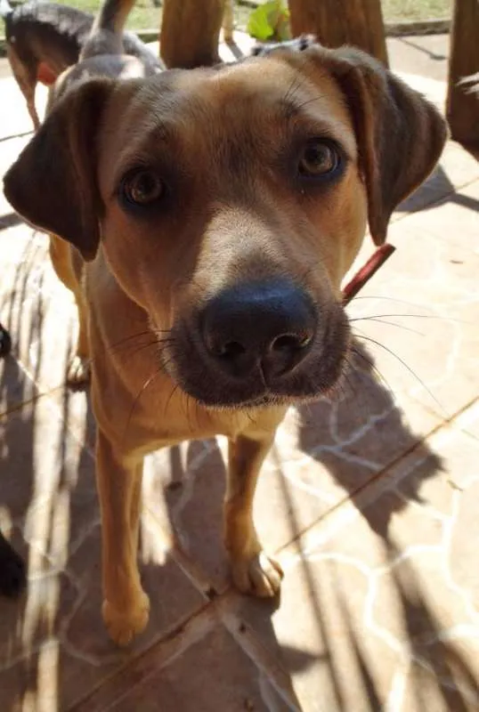 Cachorro ra a SRd idade 1 ano nome Boneca