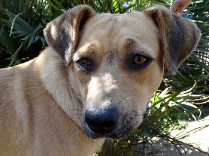 Cachorro ra a SRd idade 1 ano nome Boneca