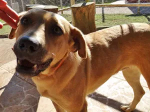 Cachorro raça SRd idade 1 ano nome Boneca