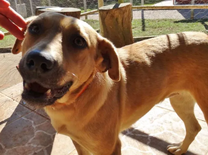 Cachorro ra a SRd idade 1 ano nome Boneca