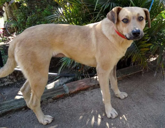 Cachorro ra a SRd idade 1 ano nome Boneca