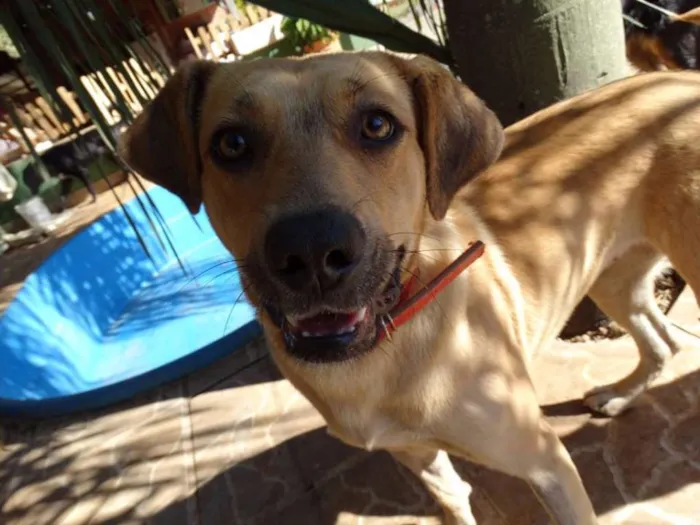 Cachorro ra a SRd idade 1 ano nome Boneca
