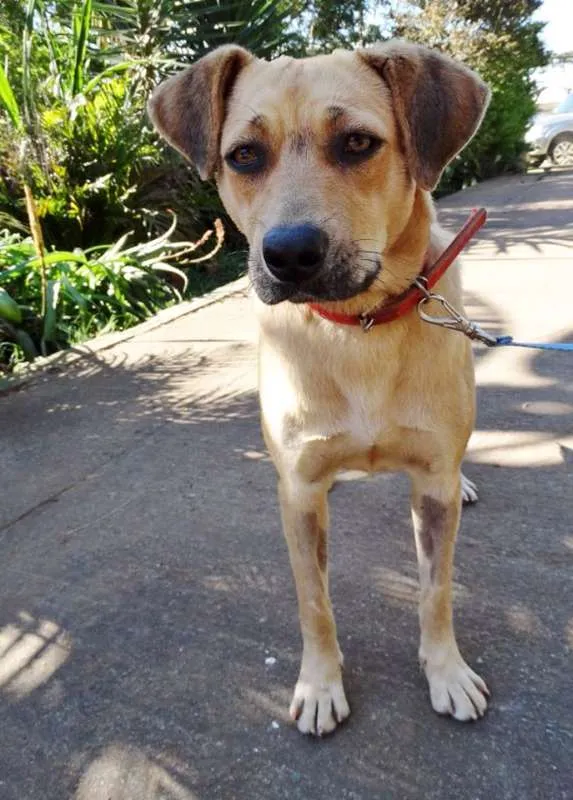 Cachorro ra a SRd idade 1 ano nome Boneca