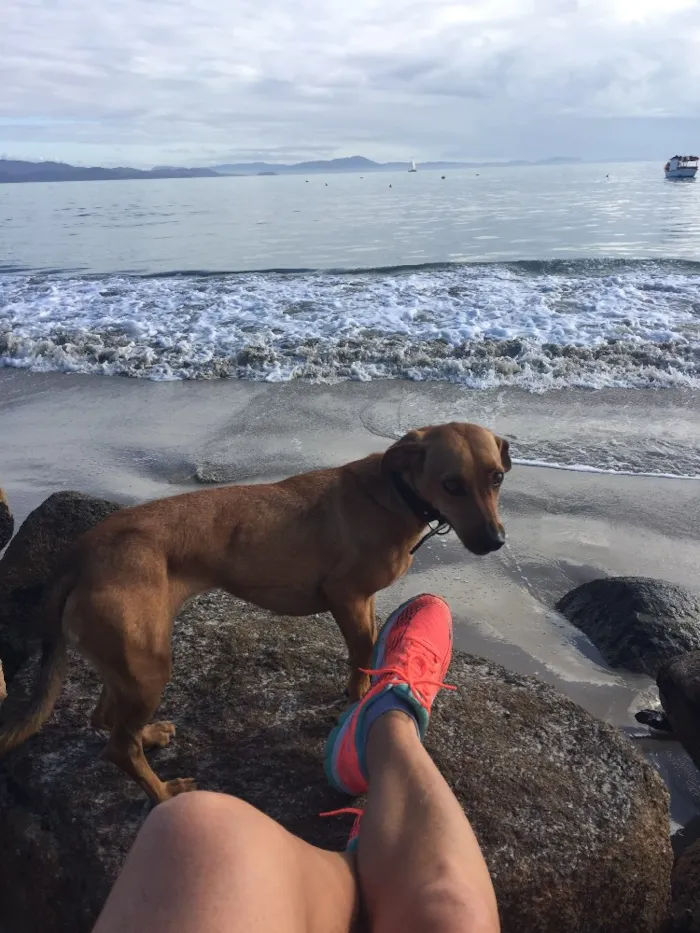 Cachorro ra a SRD idade 3 anos nome Brisa