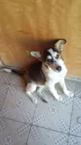 Loki
