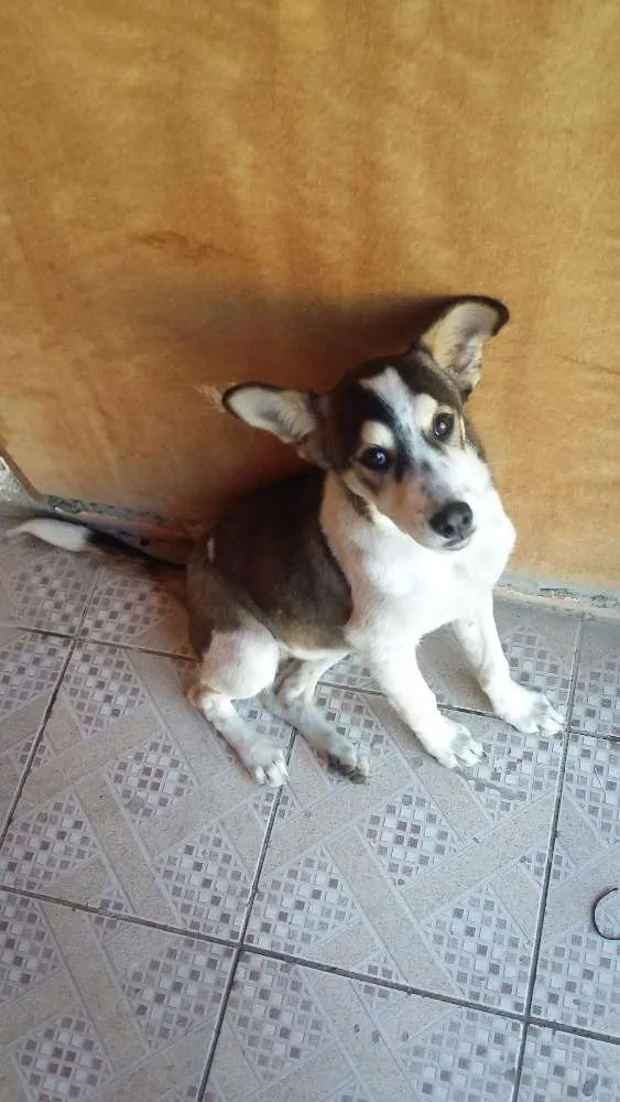 Cachorro ra a Vira lata  idade 2 a 6 meses nome Loki