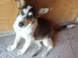 Loki