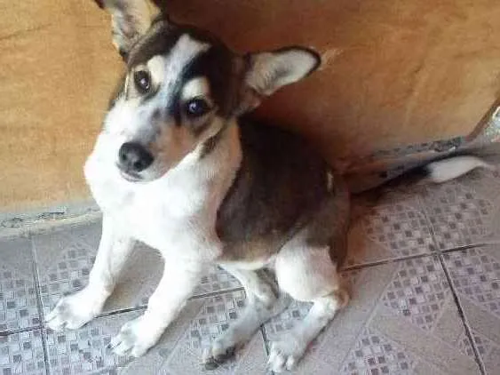 Cachorro ra a Vira lata  idade 2 a 6 meses nome Loki