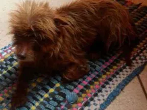 Cachorro raça Vira lata idade 6 ou mais anos nome Lilica