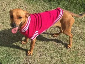 Cachorro raça SRD idade 3 anos nome Brisa