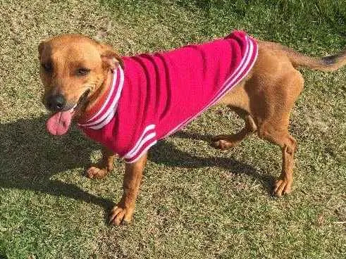 Cachorro ra a SRD idade 3 anos nome Brisa
