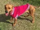 Cachorro raça SRD idade 3 anos nome Brisa