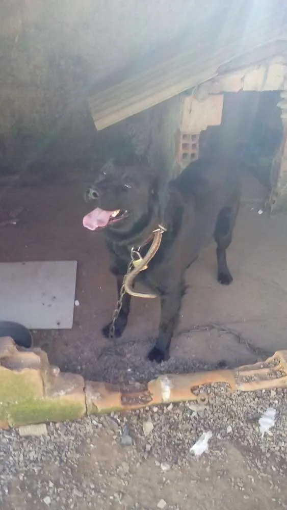 Cachorro ra a  idade 2 anos nome Bela