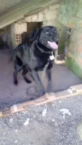 Bela