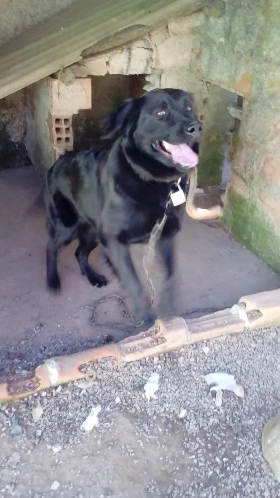 Cachorro ra a  idade 2 anos nome Bela