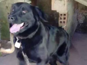 Cachorro raça  idade 2 anos nome Bela