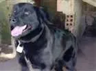 Cachorro raça  idade 2 anos nome Bela