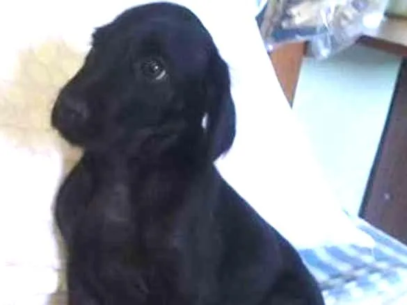 Cachorro ra a srd idade 2 a 6 meses nome Shazan