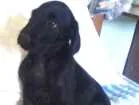Cachorro raça srd idade 2 a 6 meses nome Shazan