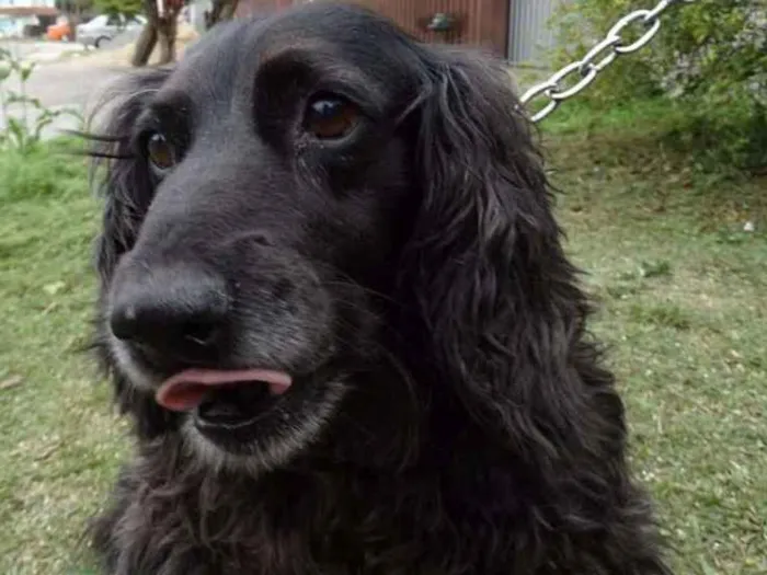 Cachorro ra a SRD idade 3 anos nome Yago