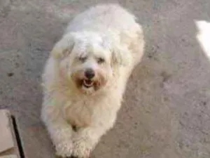 Cachorro raça poodle idade 4 anos nome Billy