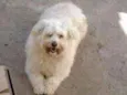 Billy