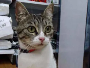 Gato raça srd idade 1 ano nome Lara
