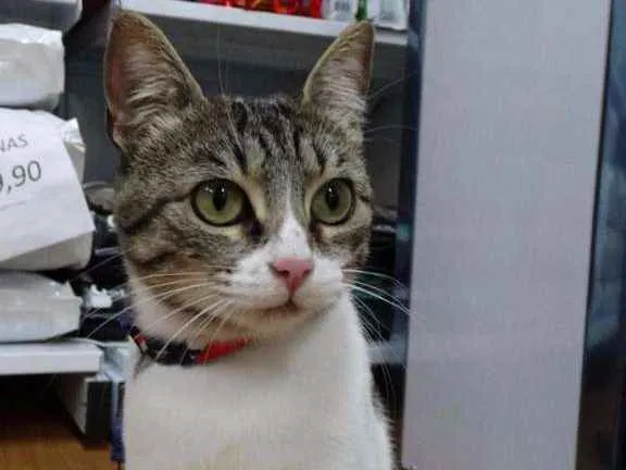 Gato ra a srd idade 1 ano nome Lara