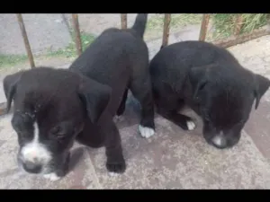 Cachorro raça  idade  nome Sem nome 