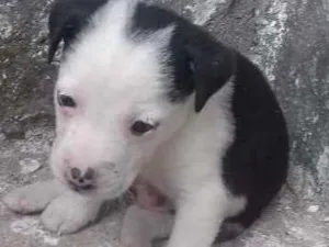 Cachorro raça  idade  nome sem nome